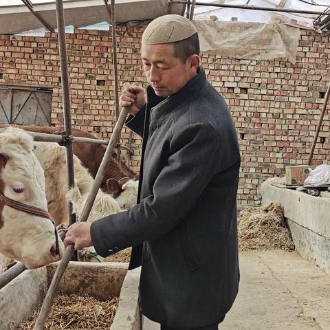 揭秘养牛致富背后的故事，探索背后的原因与成功案例