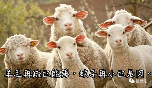 怎么自己弄钱羊小咩便荔卡的钱提现—详细指南与案例分享