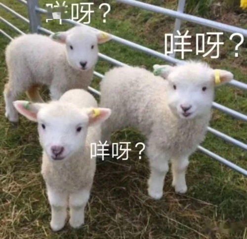 怎么自己弄钱羊小咩便荔卡的钱提现—详细指南与案例分享