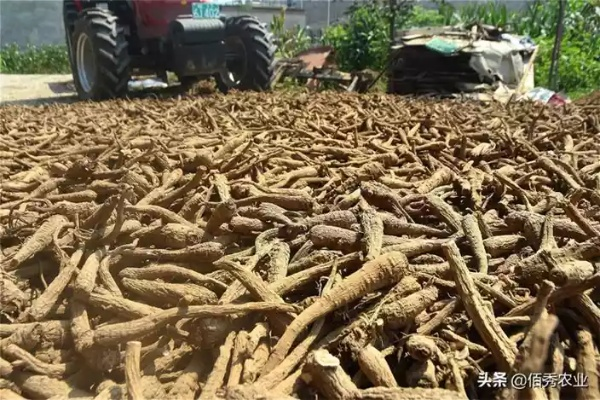 农村致富之路，药材种植的黄金选择