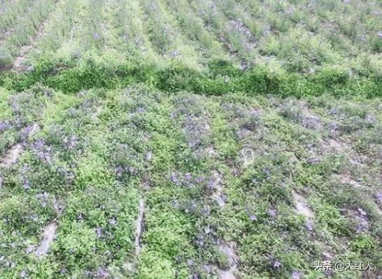 农村致富之路，药材种植的黄金选择