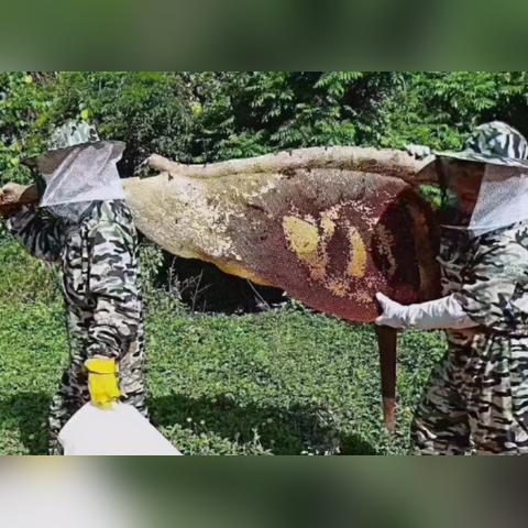 云南户外蜂蜜品牌探秘