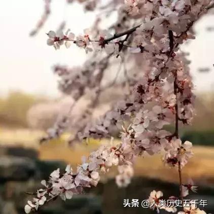 掌握桃多多额度提现技巧，轻松管理你的资金