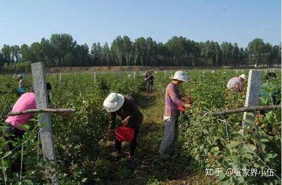 农业致富理论深度解析，成功之道与实用策略