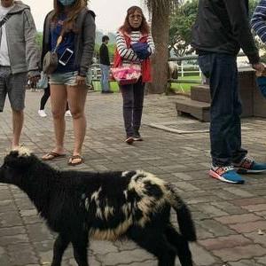 羊小咩享花卡能否全部套出？详解其中的奥秘与注意事项