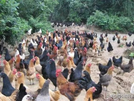 有什么养殖可以致富？跟我来看看这些热门养殖项目吧！