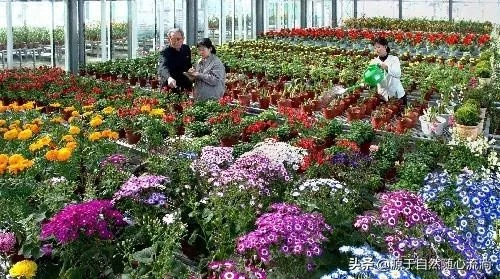 种植什么花能赚钱？花卉致富之路详解