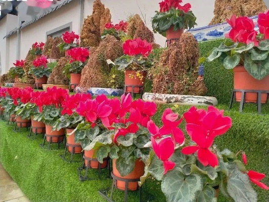 种植什么花能赚钱？花卉致富之路详解