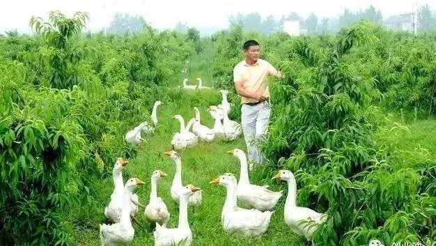 酒泉农村养什么能致富？我来告诉你！