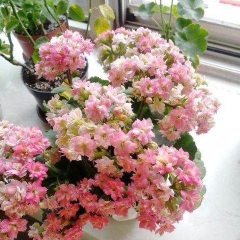 深圳微店放心花套出来真相揭秘，真实案例与深度解析