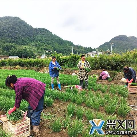 村里种什么致富快？看我一一道来