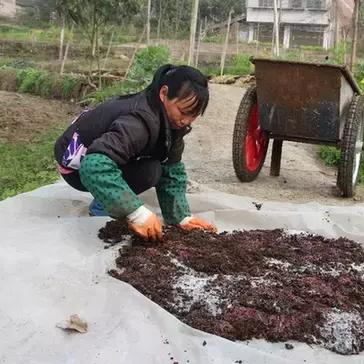 蚯蚓致富的奥秘，揭秘小生物的大价值