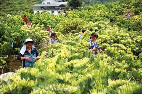 广灵县羊小咩享花卡套出来，乡村振兴新玩法！