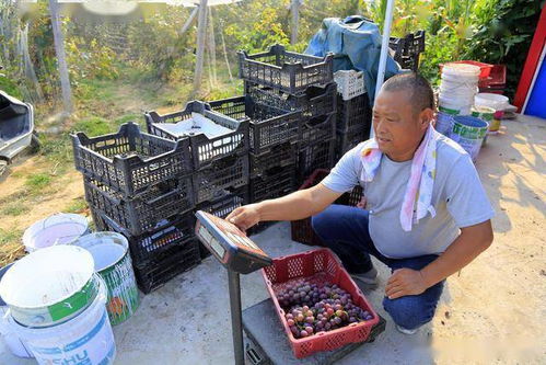 农民致富之路，探讨适合农村的生意与案例