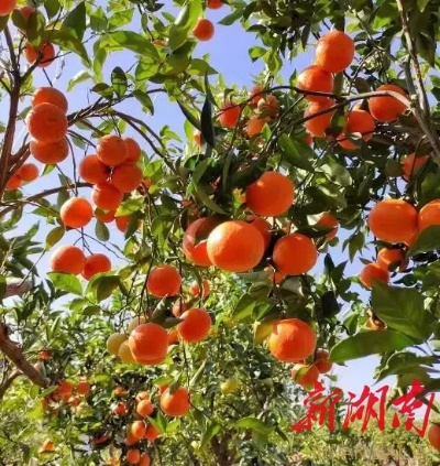湖南致富果，探寻果树产业的黄金宝藏
