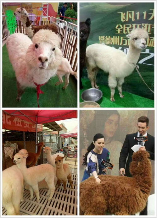 广汉套出来羊小咩便荔卡，一场别开生面的羊年狂欢
