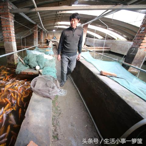 养金鱼致富的绝招大揭秘！内含实用绝招与案例解析
