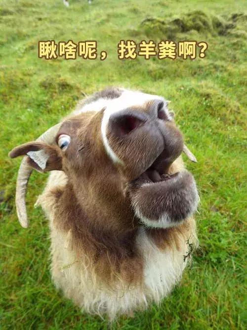 羊小咩便荔卡提现8个点，揭秘这个神秘操作背后的秘密！
