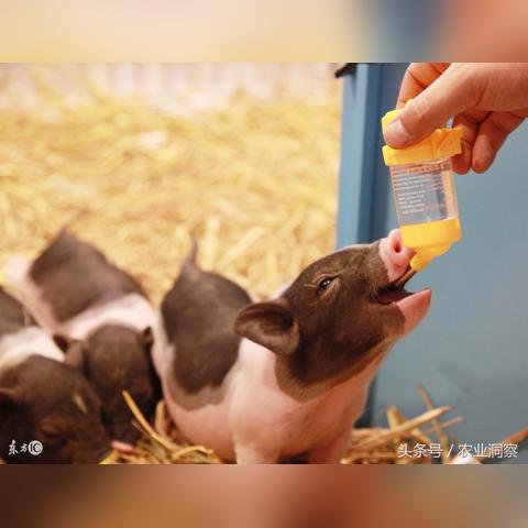 在农村靠什么致富？深度解析与实例探究