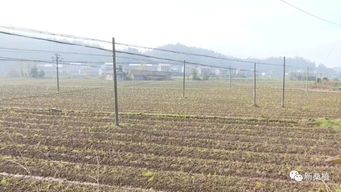 农村种植什么能致富快？全面解析与实例探究