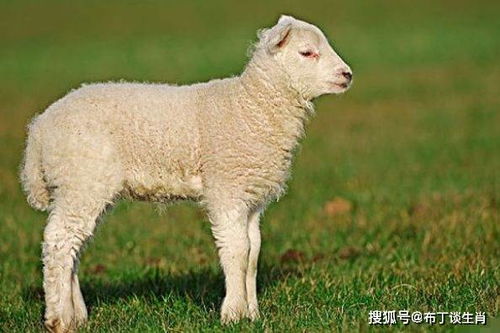羊小咩便荔卡，500000元大额提现背后的故事