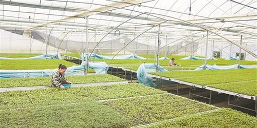 种菜致富秘诀详解，从入门到精通的全方位指南