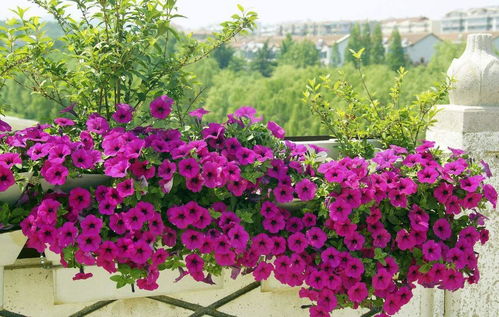 明年种植什么致富花？看我一一揭秘！