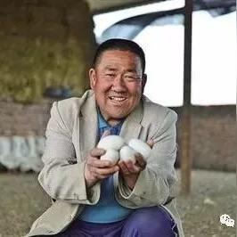 什么鹅最好养又能致富？选对鹅种是关键！