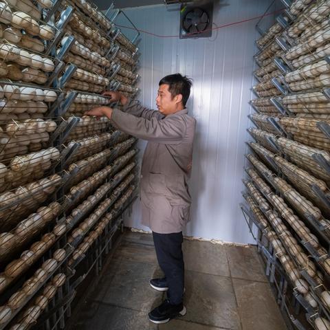 什么鹅最好养又能致富？选对鹅种是关键！