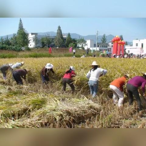 农村土地做什么项目赚钱？全面解析与案例分享