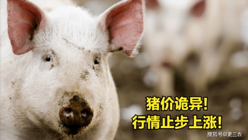 羊小咩便荔卡提现2万利息，揭秘收益背后的秘密！