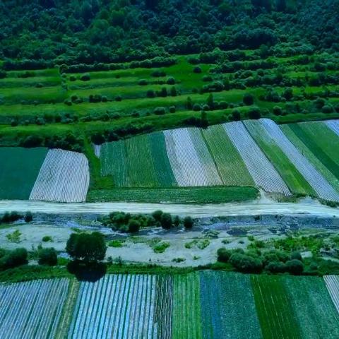 高山区种植致富之路，探索与案例分析