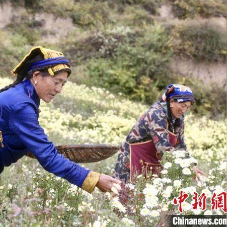 高山区种植致富之路，探索与案例分析