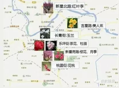 娄底装修植物墙品牌排名