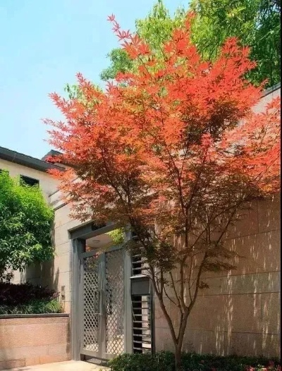 庭院种什么致富？这些植物帮你开启财富之门！