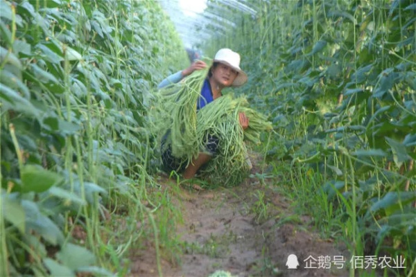 夏季农民种什么致富？看这些热门作物和策略