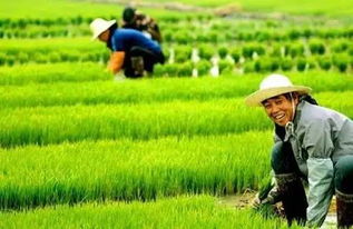 农农村养什么能致富？深度解析农村养殖业的潜力与机遇