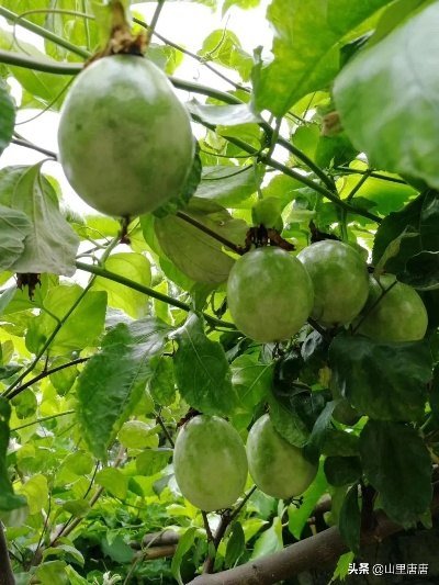 广西种植哪种水果能致富？深度解析与案例分享