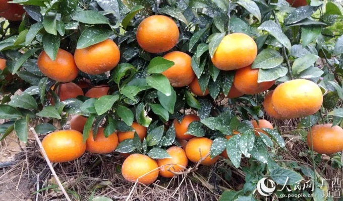 广西种植哪种水果能致富？深度解析与案例分享