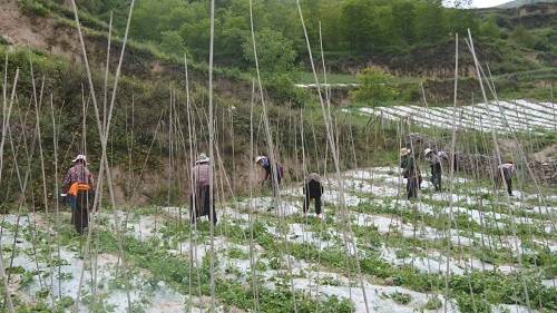 农村种植致富之路，探索高效种植模式与案例分享