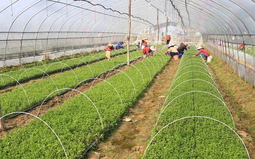 农村种植致富之路，探索高效种植模式与案例分享