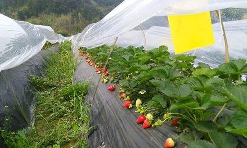 农村种植致富之路，探索高效种植模式与案例分享