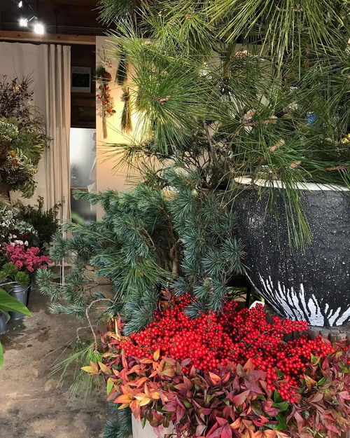七彩花店加盟指南，从零起步走向成功之路