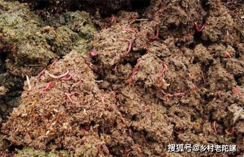 蚯蚓养殖，如何巧妙搭配，快速致富？