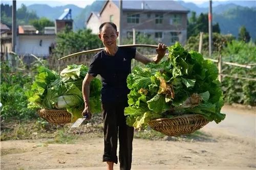 种菜发家致富，从田间到市场的成功之路