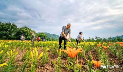 种菜发家致富，从田间到市场的成功之路