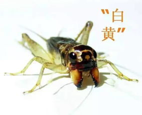 揭秘致富虫，神秘昆虫引领财富之路（附图片与案例详解）