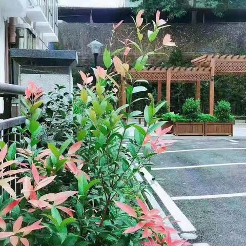 观澜分期乐套出来—轻松购物，分期无忧！