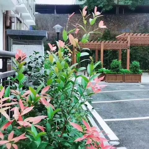 观澜分期乐套出来—轻松购物，分期无忧！