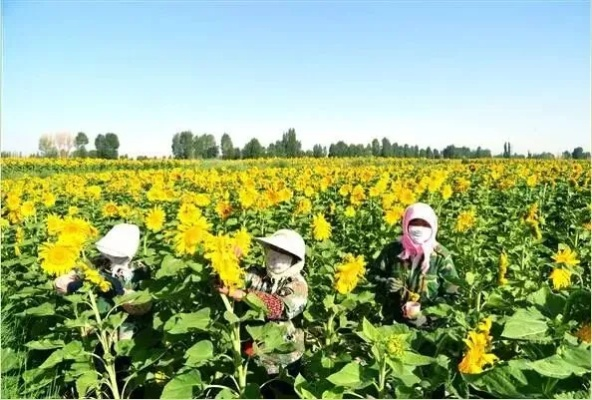 80亩地做什么项目赚钱多？看这几个案例你就明白了